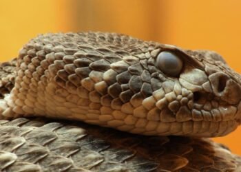 Rattlesnake blood could reinvent the fight against deadly venoms