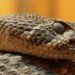 Rattlesnake blood could reinvent the fight against deadly venoms