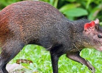 Opening of wildlife hunting season announced for 2026