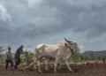 Yellow alert in 29 districts of Maharashtra amid prolonged dry spell