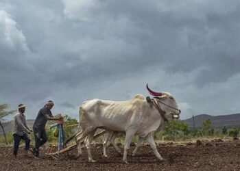 Yellow alert in 29 districts of Maharashtra amid prolonged dry spell