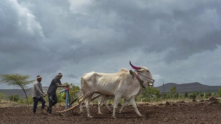 Yellow alert in 29 districts of Maharashtra amid prolonged dry spell