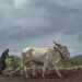 Yellow alert in 29 districts of Maharashtra amid prolonged dry spell