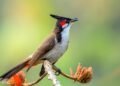 A hidden eight-note alphabet makes up every bird song in the world