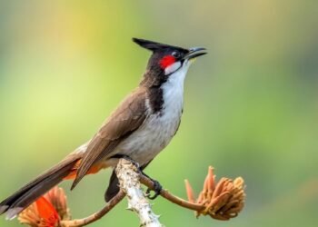 A hidden eight-note alphabet makes up every bird song in the world