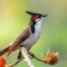 A hidden eight-note alphabet makes up every bird song in the world