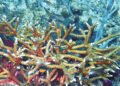 Rare Staghorn Coral Colonies Discovered Off Battowia