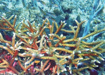 Rare Staghorn Coral Colonies Discovered Off Battowia