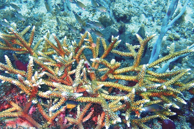 Rare Staghorn Coral Colonies Discovered Off Battowia