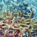 Rare Staghorn Coral Colonies Discovered Off Battowia