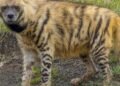 Striped hyenas help keep India clean, but remain misunderstood