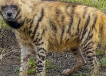 Striped hyenas help keep India clean, but remain misunderstood