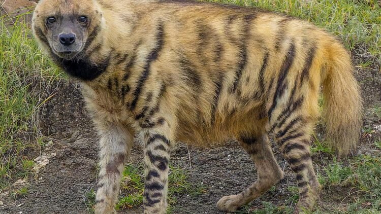 Striped hyenas help keep India clean, but remain misunderstood