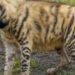 Striped hyenas help keep India clean, but remain misunderstood