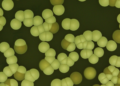 Why scientists are rethinking the chemical ‘arms race’ against fungi