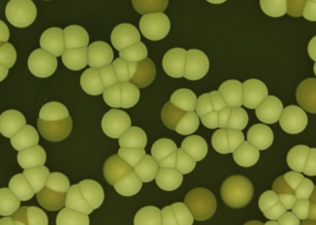 Why scientists are rethinking the chemical ‘arms race’ against fungi