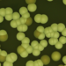 Why scientists are rethinking the chemical ‘arms race’ against fungi