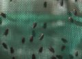 Inside the Fight Against a Flesh-Eating Fly in Mexico