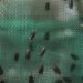 Inside the Fight Against a Flesh-Eating Fly in Mexico