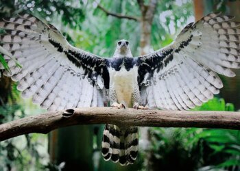 Panama celebrates 17 years of the Harpy Eagle and focuses on its preservation