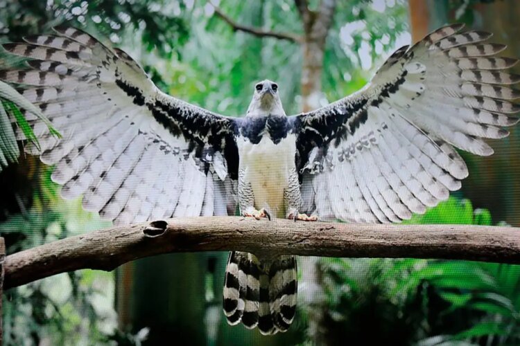 Panama celebrates 17 years of the Harpy Eagle and focuses on its preservation