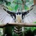 Panama celebrates 17 years of the Harpy Eagle and focuses on its preservation