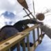 Energy: Linemen pay a high cost for an electrical system in crisis
