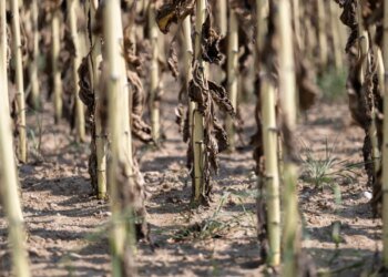 Drought drives up Swiss milk and potato prices