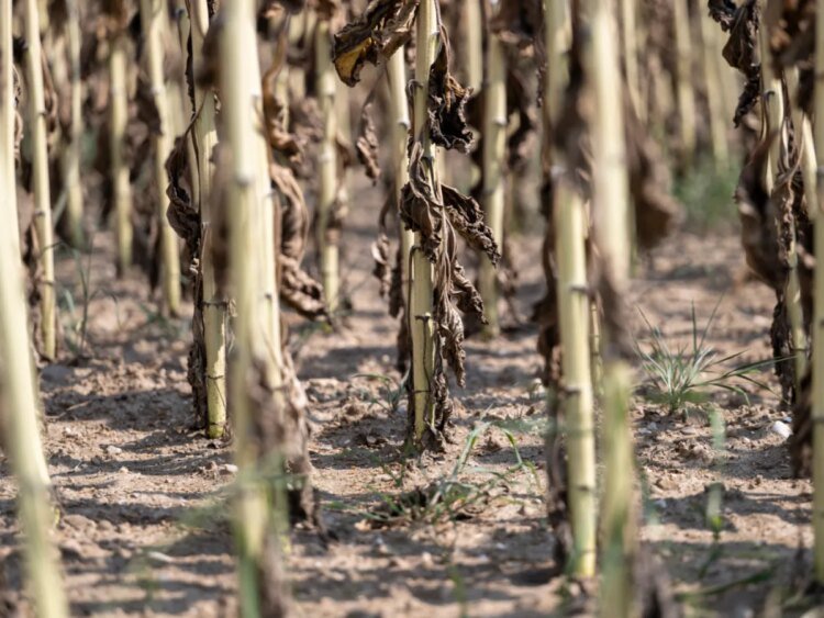 Drought drives up Swiss milk and potato prices