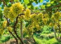 More than 18 thousand metric tons of grapes were collected in Samangan