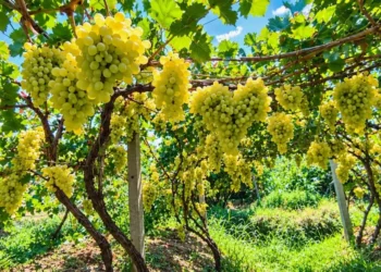 More than 18 thousand metric tons of grapes were collected in Samangan