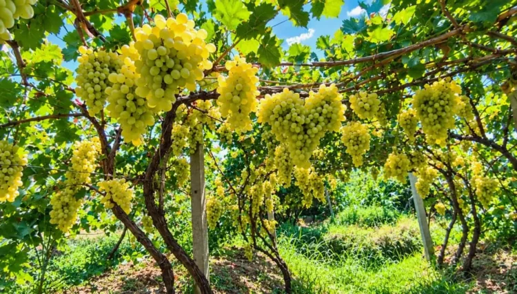 More than 18 thousand metric tons of grapes were collected in Samangan