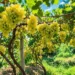 More than 18 thousand metric tons of grapes were collected in Samangan