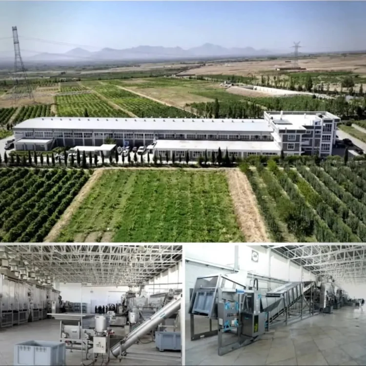 The governor of Kabul visited the “Afghan Samon” raisin processing factory