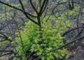 Jijel forests reject the color black and race against time to regain their greenness – Al-Shorouk Online