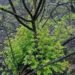 Jijel forests reject the color black and race against time to regain their greenness – Al-Shorouk Online