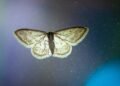 Why are moths attracted to bright lights?