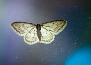 Why are moths attracted to bright lights?