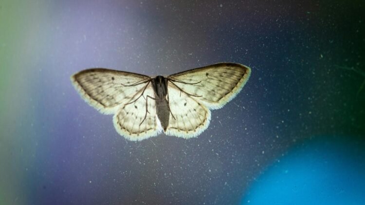 Why are moths attracted to bright lights?