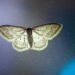 Why are moths attracted to bright lights?