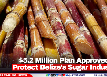 $5.2 Million Plan Approved to Protect Belize’s Sugar Industry