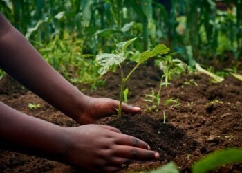 OP-ED: The FAO faces a new agricultural revolution