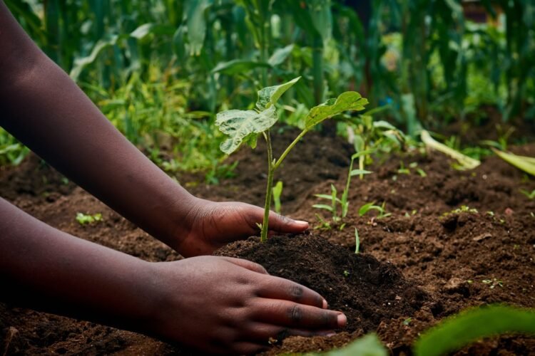 OP-ED: The FAO faces a new agricultural revolution