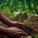 OP-ED: The FAO faces a new agricultural revolution