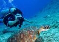 Dominica earns 11 recognitions in 2027 Scuba Diving Readers’ Choice Awards