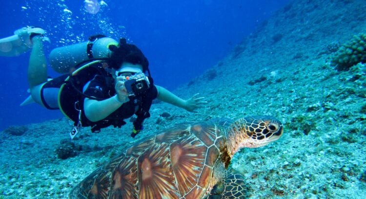 Dominica earns 11 recognitions in 2027 Scuba Diving Readers’ Choice Awards