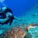 Dominica earns 11 recognitions in 2027 Scuba Diving Readers’ Choice Awards