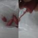 VIDEO/ KMY’s next scandal, sells sausages with mason’s twine – Shqip.com