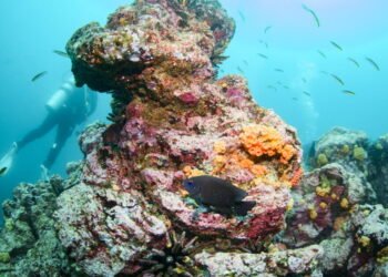 Research suggests global warming has increased ‘super’ El Niño’s punch