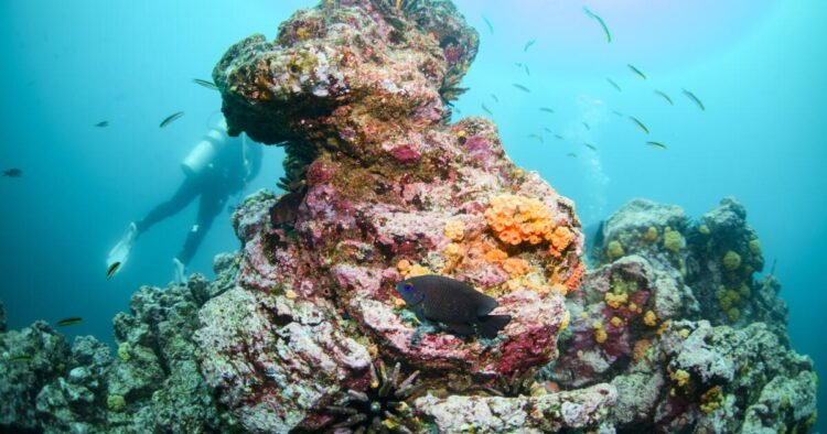 Research suggests global warming has increased ‘super’ El Niño’s punch